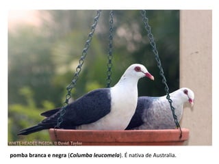 pomba branca e negra (Columba leucomela). É nativa de Australia.
 