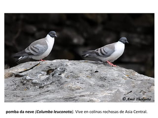 pomba da neve (Columba leuconota). Vive en colinas rochosas de Asia Central.
 