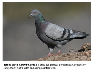 pomba brava (Columba livia). É a orixe das pombas domésticas. Coñécense 9
subespecies distribuídas polos cinco continentes.
 