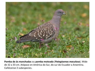 Pomba de ás manchadas ou pomba moteada (Patagioenas maculosa). Mide
de 32 a 33 cm. Atópase en América do Sur, do sur do Ecuador a Arxentina.
Coñécense 2 subespecies.
 