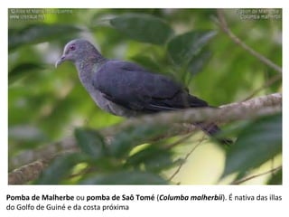 Pomba de Malherbe ou pomba de Saô Tomé (Columba malherbii). É nativa das illas
do Golfo de Guiné e da costa próxima
 