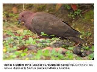 pomba de peteiro curto (Columba ou Patagioenas nigrirostris). É orixinaria dos
bosques húnidos de América Central de México a Colombia.
 
