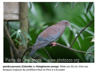pomba peruana (Columba ou Patagioenas oenops. Mide uns 32 cm. Vive nos
bosques tropicais da cordilleira Real no Perú e o Ecuador.
 