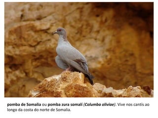 pomba de Somalia ou pomba zura somalí (Columba oliviae). Vive nos cantís ao
longo da costa do norte de Somalia.
 