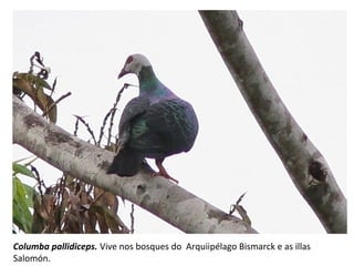 Columba pallidiceps. Vive nos bosques do Arquiipélago Bismarck e as illas
Salomón.
 