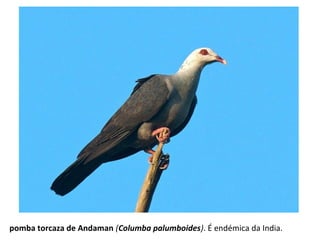 pomba torcaza de Andaman (Columba palumboides). É endémica da India.
 