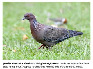 pomba picazuró (Columba ou Patagioenas picazuro). Mide uns 35 centímetros e
pesa 450 gramos. Atópase no centro de América do Sur ao leste dos Andes.
 