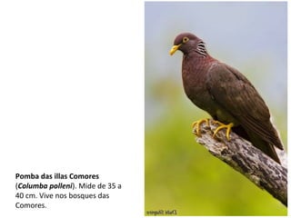 Pomba das illas Comores
(Columba polleni). Mide de 35 a
40 cm. Vive nos bosques das
Comores.
 
