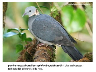 pomba torcaza borrallenta (Columba pulchricollis). Vive en bosques
temperados do surleste de Asia.
 