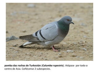 pomba das rochas de Turkestán (Columba rupestris). Atópase por todo o
centro de Asia. Coñécense 2 subespecies.
 