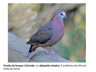 Pomba de bosque (Columba ou Aplopelia simplex). É endémica das illas do
Golfo de Guiné.
 