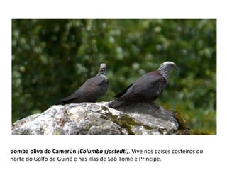 pomba oliva do Camerún (Columba sjostedti). Vive nos paises costeiros do
norte do Golfo de Guiné e nas illas de Saô Tomé e Principe.
 