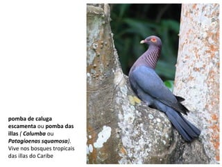 pomba de caluga
escamenta ou pomba das
illas ( Columba ou
Patagioenas squamosa).
Vive nos bosques tropicais
das illas do Caribe
 