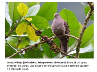 pomba viñosa (Columba ou Patagioenas subvinacea). Mide 28 cm epesa
alrededor de 170 gr. Vive desde o sur de Costa Rica ata o oeste do Ecuador
e o centro do Brasil.
 