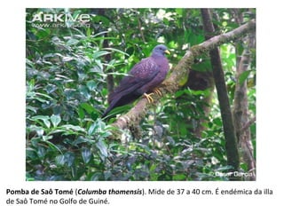Pomba de Saô Tomé (Columba thomensis). Mide de 37 a 40 cm. É endémica da illa
de Saô Tomé no Golfo de Guiné.
 