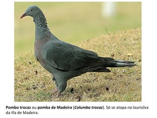 Pombo trocaz ou pomba de Madeira (Columba trocaz). Só se atopa na laurisilva
da illa de Madeira.
 