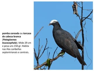 pomba coroada ou torcaza
de cabeza branca
(Patagioenas
leucocephala). Mide 29 cm
e pesa uns 150 gr. Habita
nas illas caribeñas
septentrionais e centrais.
 