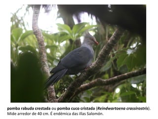pomba rabuda crestada ou pomba cuco cristada (Reindwartoena crassirostris).
Mide arredor de 40 cm. É endémica das illas Salomón.
 