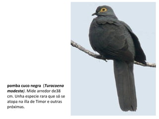 pomba cuco negra (Turacoena
modesta). Mide arredor de38
cm. Unha especie rara que só se
atopa na illa de Timor e outras
próximas.
 