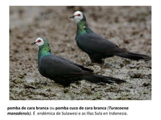 pomba de cara branca ou pomba cuco de cara branca (Turacoena
manadensis). É endémica de Sulawesi e as Illas Sula en Indonesia.
 