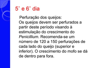 5˚ e 6˚ dia   Perfuração dos queijos:Os queijos devem ser perfurados a partir deste período visando à estimulação do crescimento do Penicillium. Recomenda-se um número de 120 a 150 perfurações de cada lado do queijo (superior e inferior). O crescimento do mofo se dá de dentro para fora. 