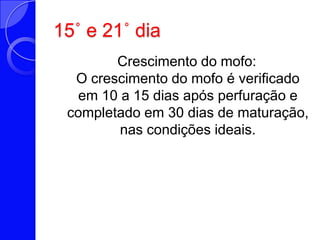 15˚ e 21˚ dia  Crescimento do mofo: O crescimento do mofo é verificado em 10 a 15 dias após perfuração e completado em 30 dias de maturação, nas condições ideais. 