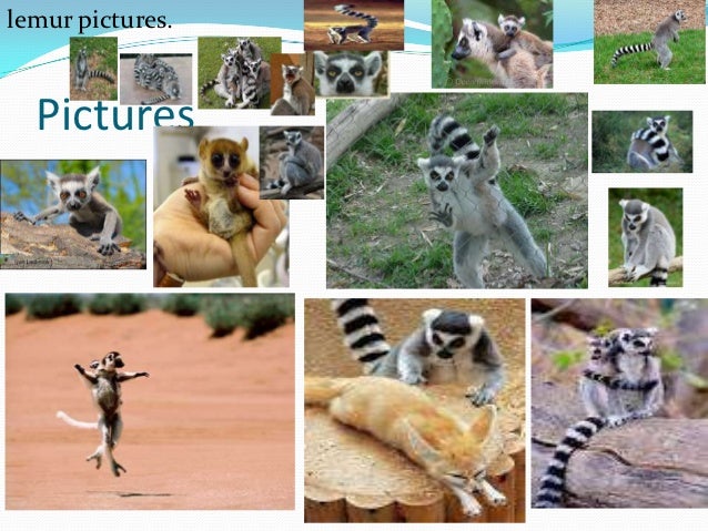 Http Kids Nationalgeographic Com Animals Ring Tailed Lemur Http Kids Nationalgeographic Com Animals Ring Tailed Lemur