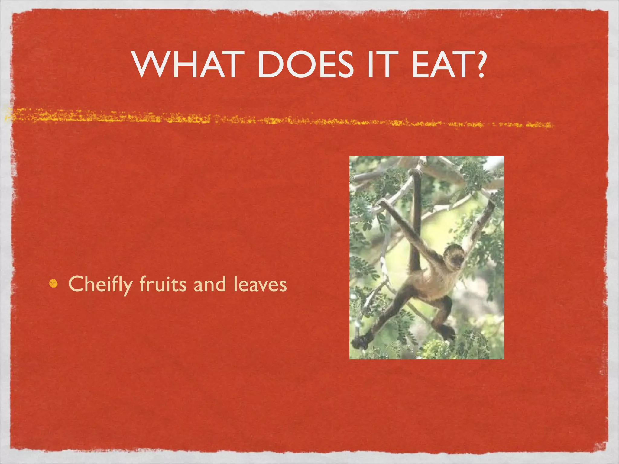 WHAT DOES IT EAT?
Cheifly fruits and leaves