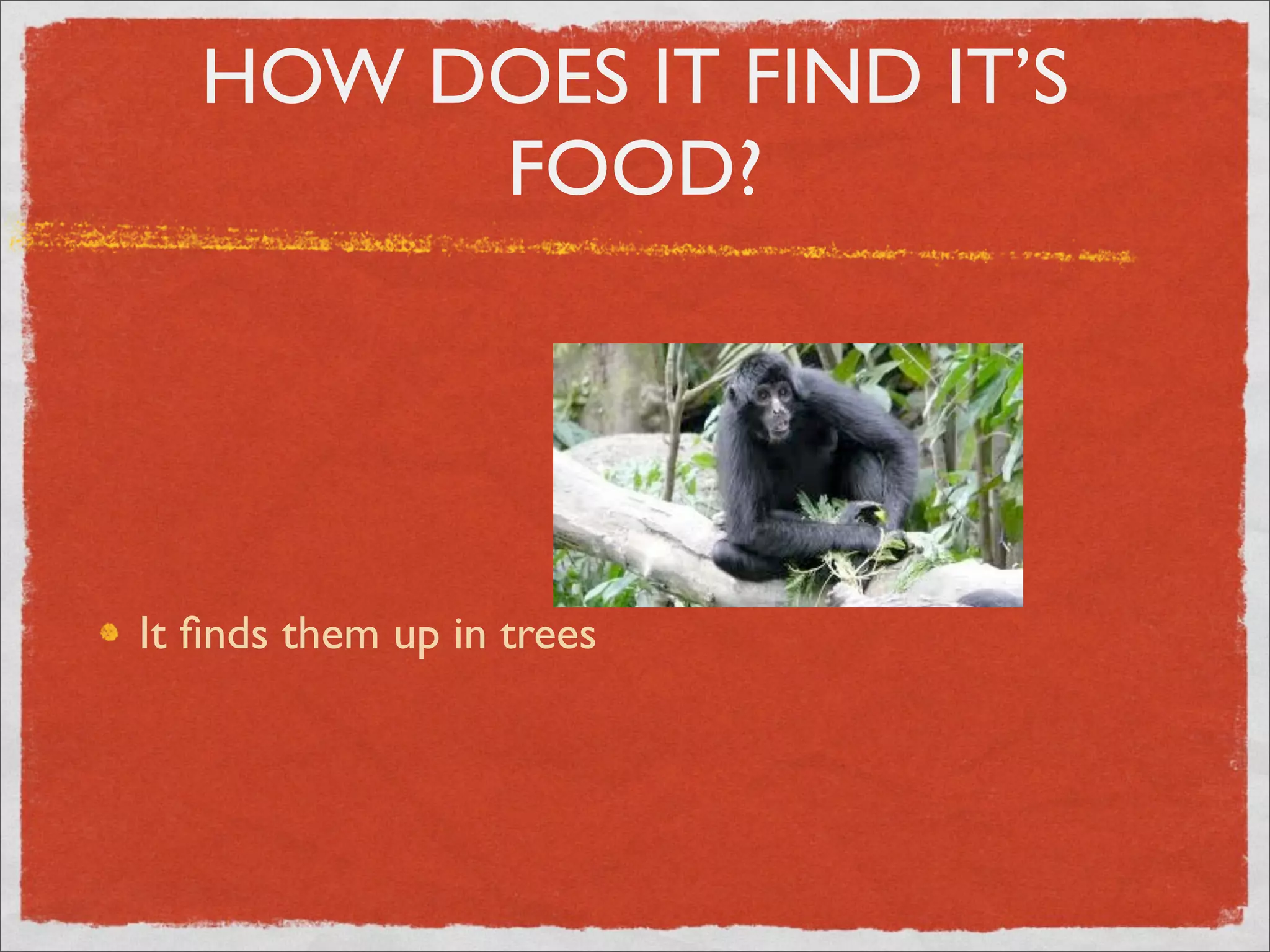 HOW DOES IT FIND IT’S
FOOD?
It finds them up in trees