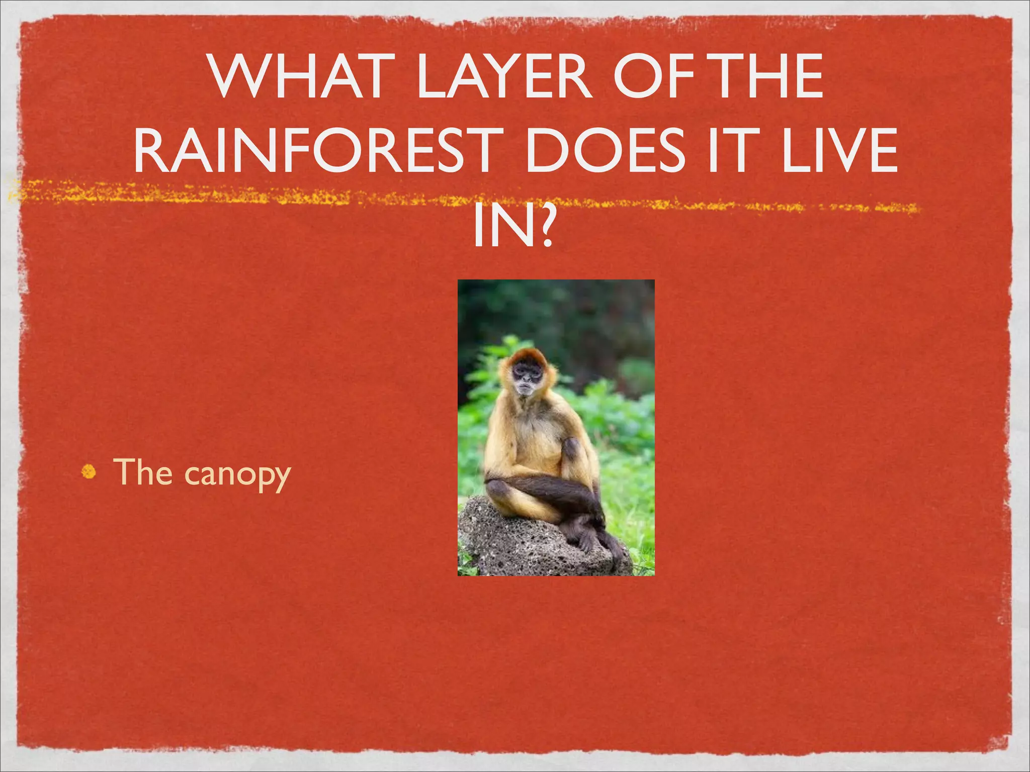 WHAT LAYER OF THE
RAINFOREST DOES IT LIVE
IN?
The canopy