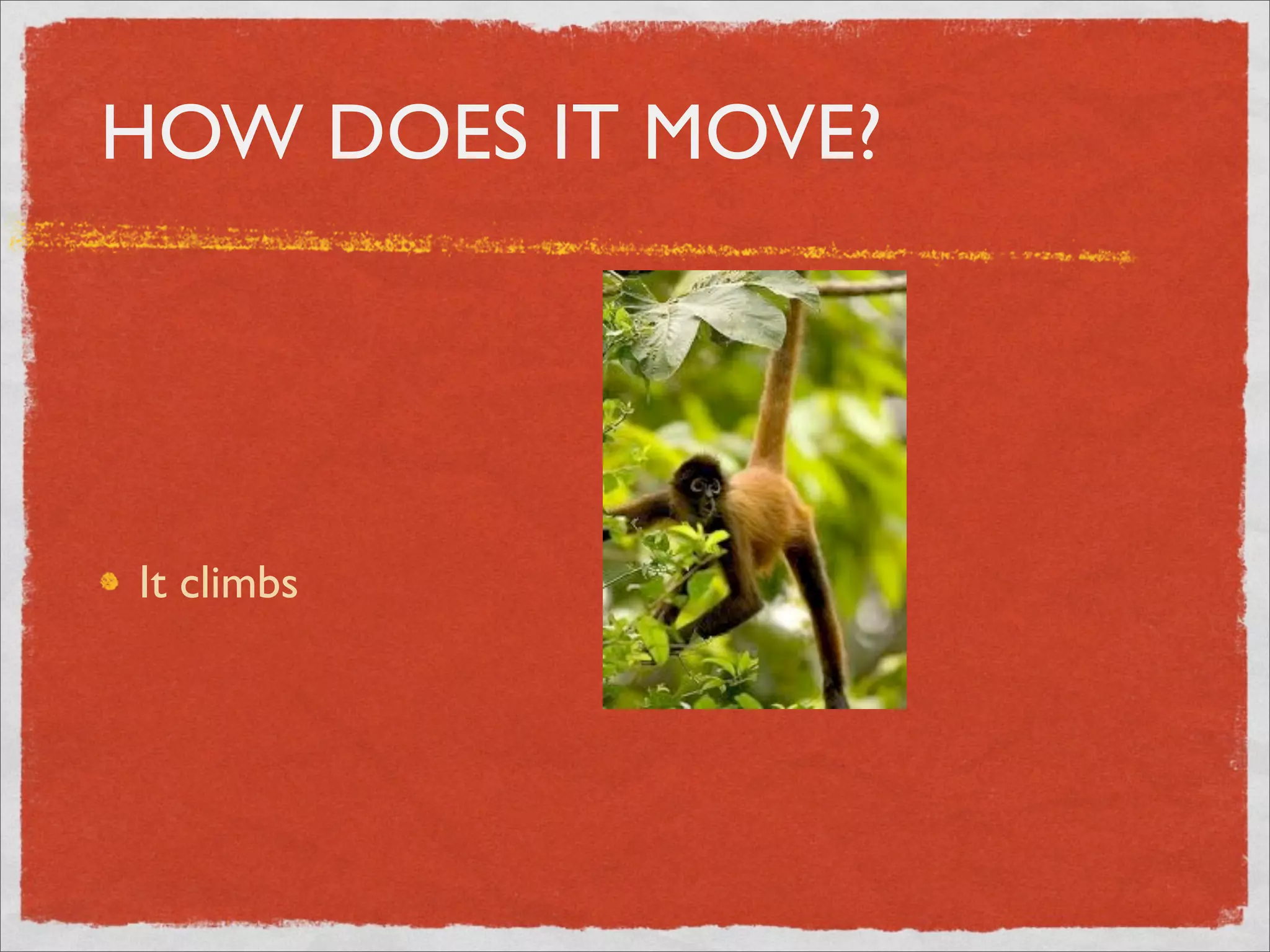 HOW DOES IT MOVE?
It climbs