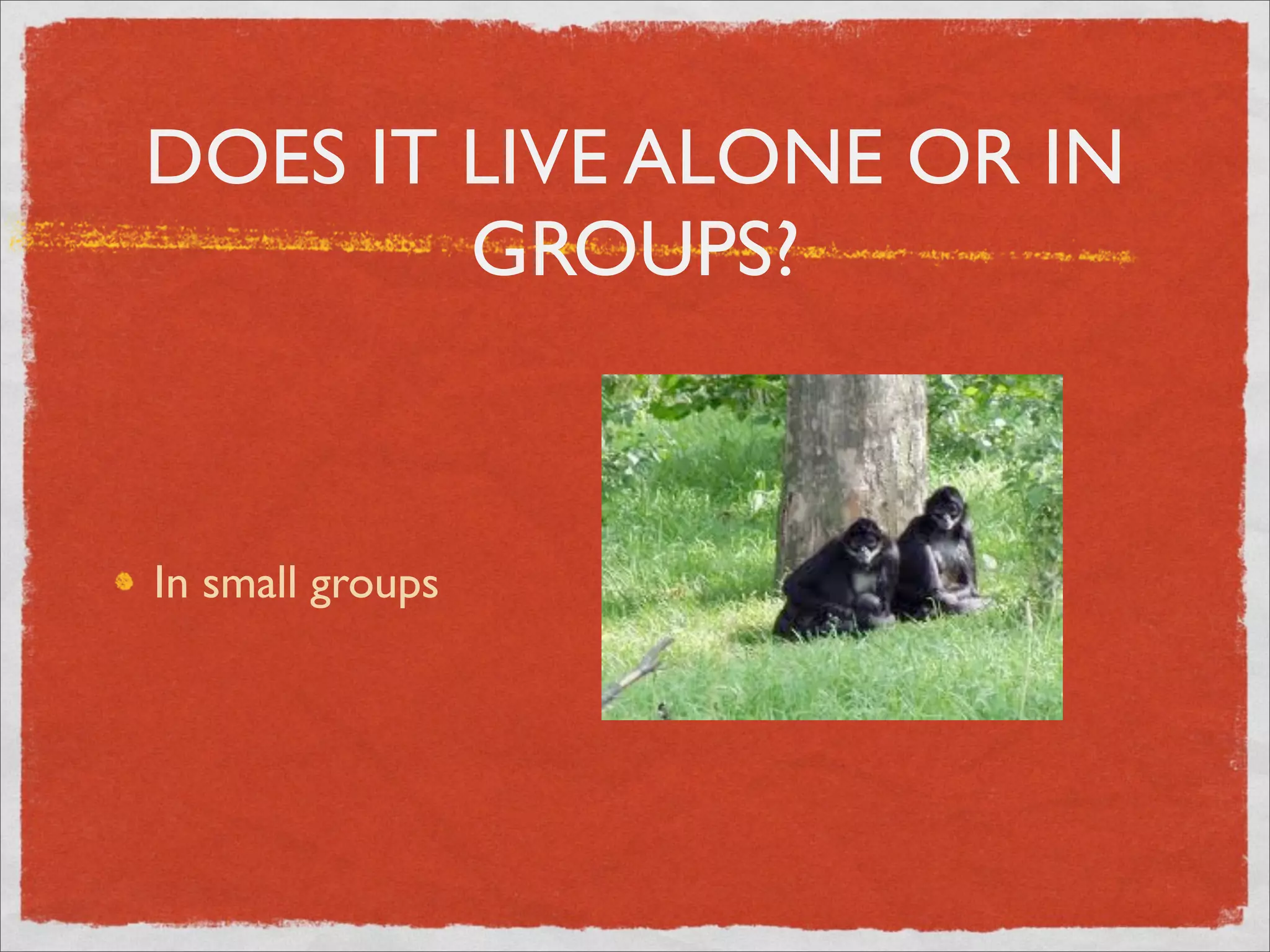 DOES IT LIVE ALONE OR IN
GROUPS?
In small groups