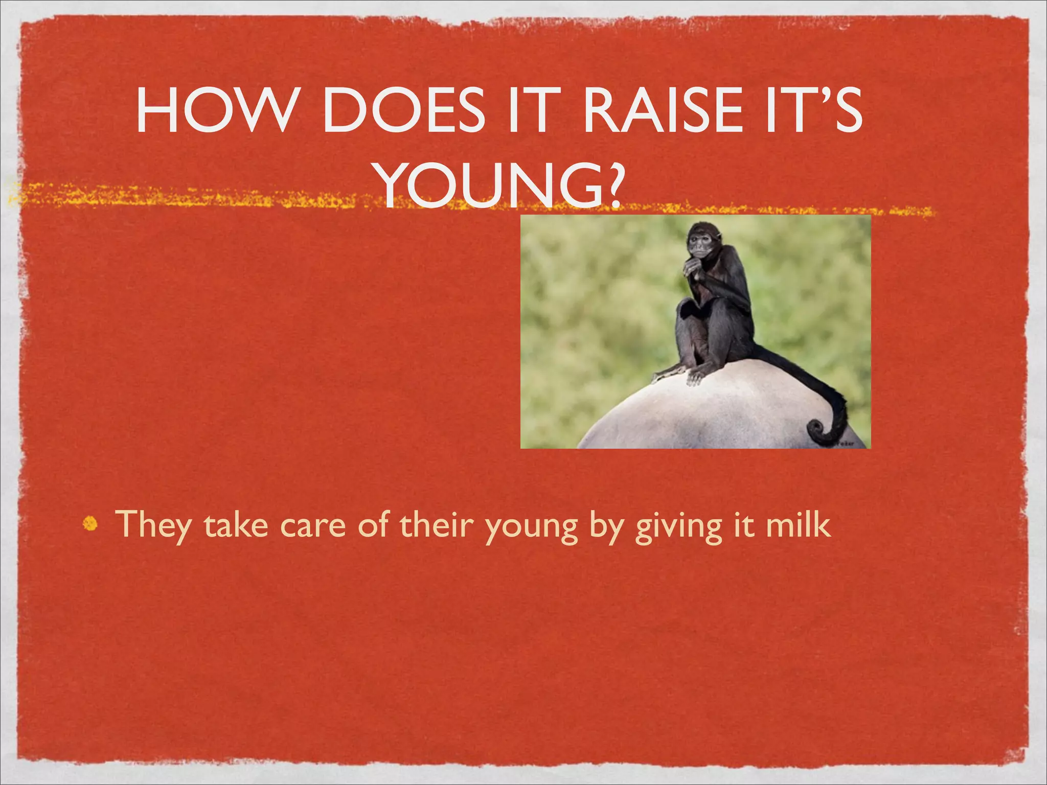 HOW DOES IT RAISE IT’S
YOUNG?
They take care of their young by giving it milk