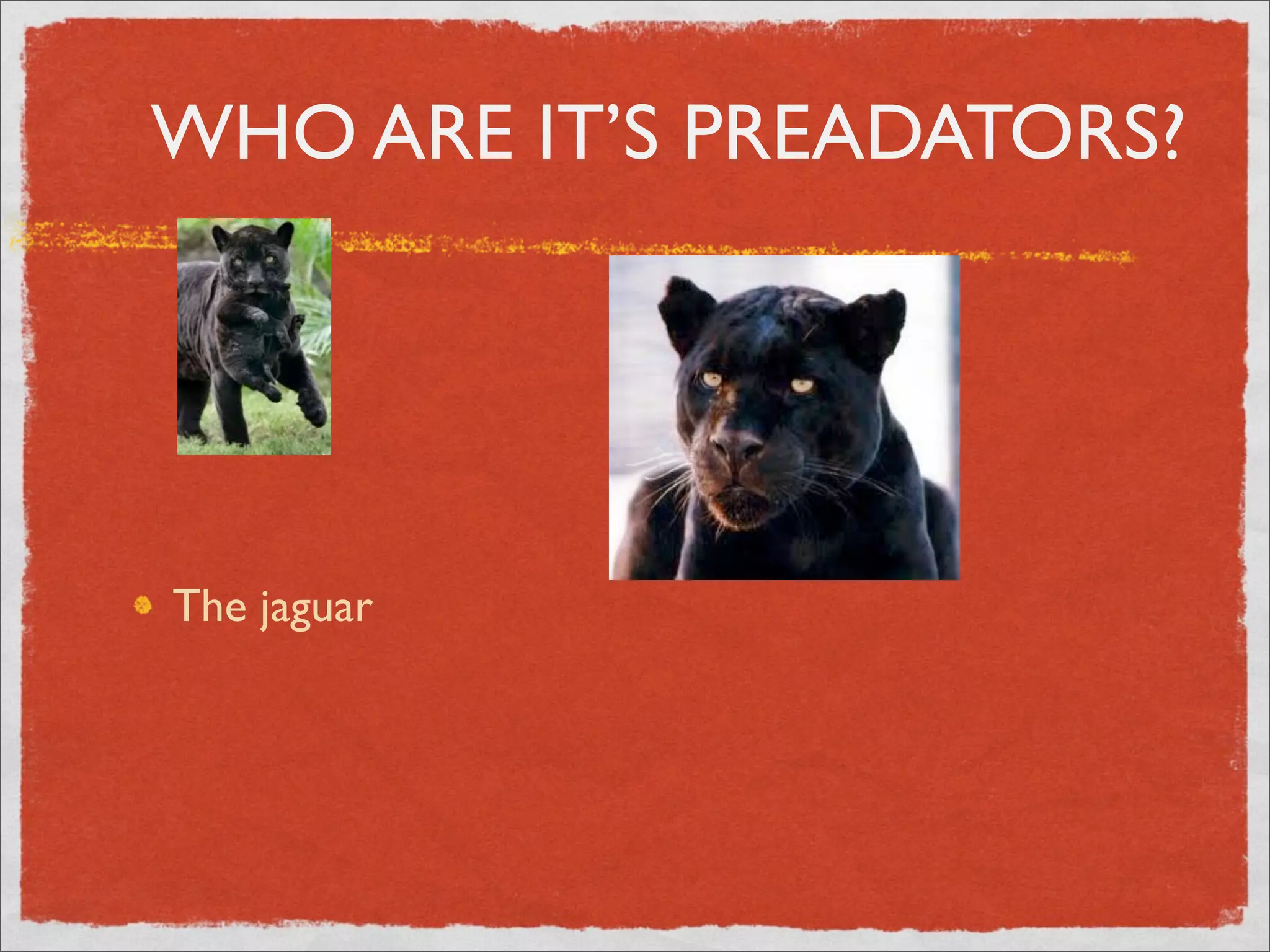 WHO ARE IT’S PREADATORS?
The jaguar