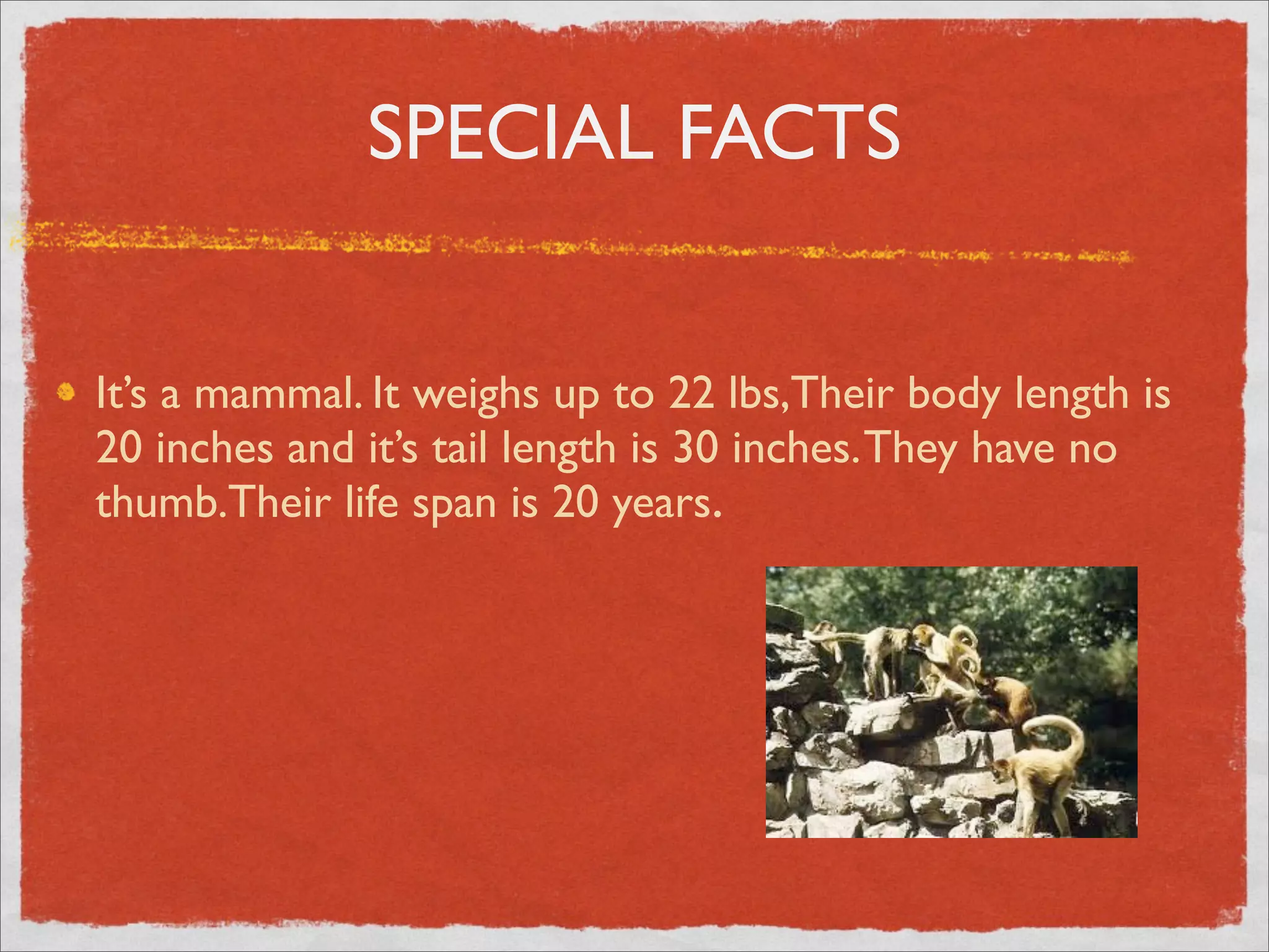 SPECIAL FACTS
It’s a mammal. It weighs up to 22 lbs,Their body length is
20 inches and it’s tail length is 30 inches. They have no
thumb.Their life span is 20 years.