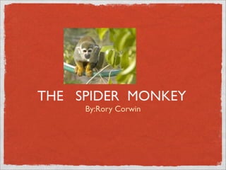 THE SPIDER MONKEY
     By:Rory Corwin
 
