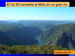 El río Sil convierte al Miño en un gran río. Cañones del Sil 
