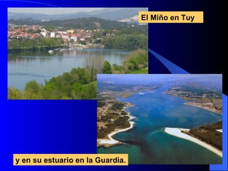 El Miño en Tuy  y en su estuario en la Guardia. 