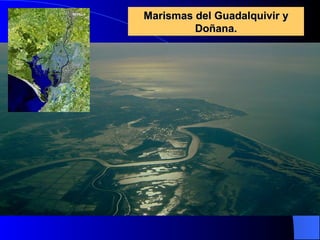 Marismas del Guadalquivir y Doñana. 