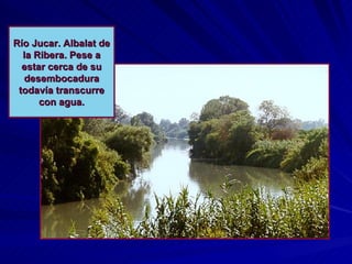 Río Jucar. Albalat de la Ribera. Pese a estar cerca de su desembocadura todavía transcurre con agua. 