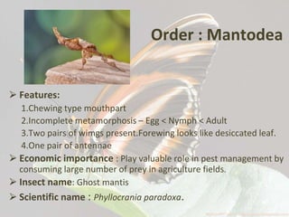 Dessicated Insects Entomology_Presentation.pptx