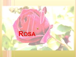 ROSA
 