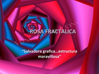 ROSA FRACTALICA “ Salvadora grafica…estructura maravillosa” é 