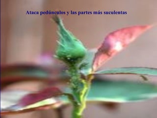 pulgonAtaca pedúnculos y las partes más suculentas
 