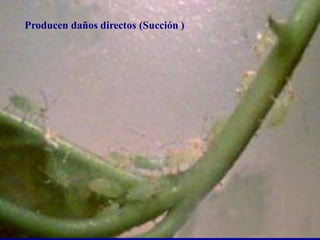 pulgonProducen daños directos (Succión )
 