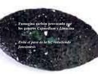 fumagina
Fumagína carbón provocado por
los generos Capnodium y Limacina
Evita el paso de la luz reduciendo
fotosíntesis
 