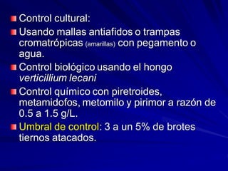 Control cultural:
Usando mallas antiafidos o trampas
cromatrópicas (amarillas) con pegamento o
agua.
Control biológico usando el hongo
verticillium lecani
Control químico con piretroides,
metamidofos, metomilo y pirimor a razón de
0.5 a 1.5 g/L.
Umbral de control: 3 a un 5% de brotes
tiernos atacados.
 