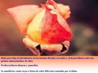 Daño trips
Daño por trips al introducirse en los botones florales cerrados y al desarrollarse entre los
pétalos alimentándose de ellos.
Prefieren flores blancas y amarillas
Se manifiesta como rayas o listas de color diferente causados por el daño.
 