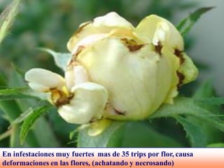 Daño trips
En infestaciones muy fuertes mas de 35 trips por flor, causa
deformaciones en las flores, (achatando y necrosando)
 
