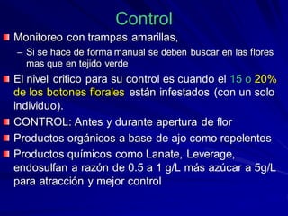 Control
Monitoreo con trampas amarillas,
– Si se hace de forma manual se deben buscar en las flores
mas que en tejido verde
El nivel critico para su control es cuando el 15 o 20%
de los botones florales están infestados (con un solo
individuo).
CONTROL: Antes y durante apertura de flor
Productos orgánicos a base de ajo como repelentes
Productos químicos como Lanate, Leverage,
endosulfan a razón de 0.5 a 1 g/L más azúcar a 5g/L
para atracción y mejor control
 